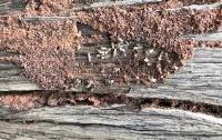 Termite Inspection Melbourne image 6